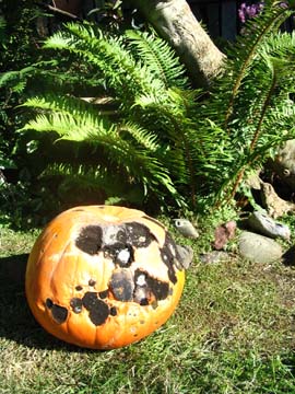 Moldy pumpkin among ferns